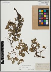 Foto von Salix alpina Scop.